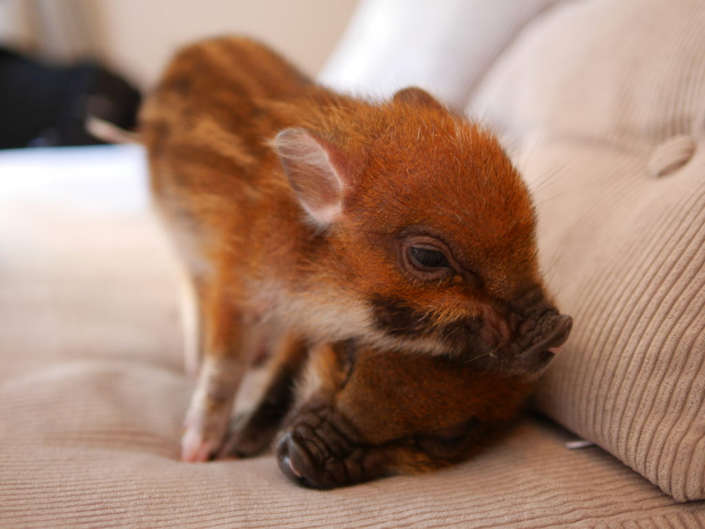 neco.world_マイピッグカフェ