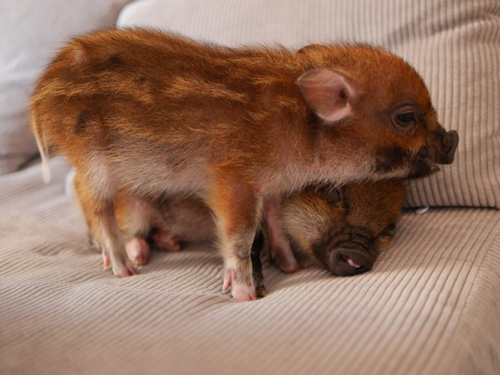 neco.world_マイピッグカフェ