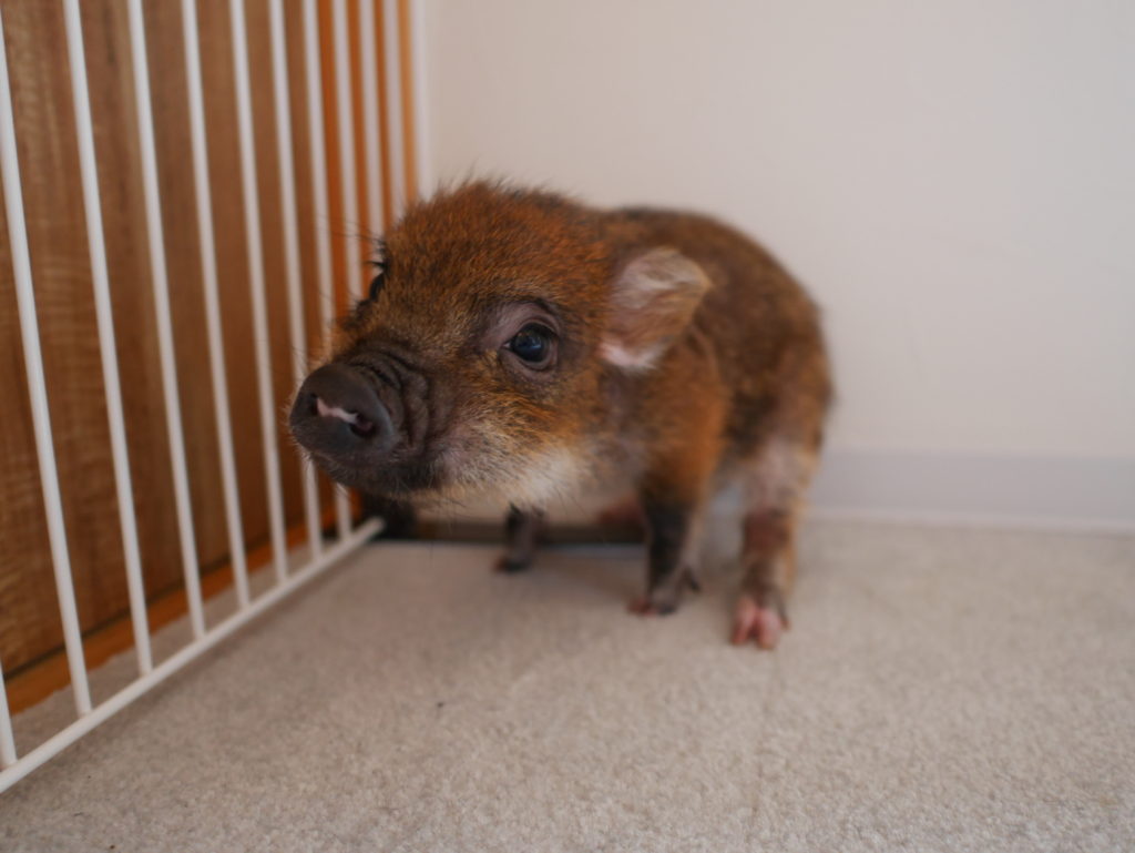 neco.world_マイピッグカフェ