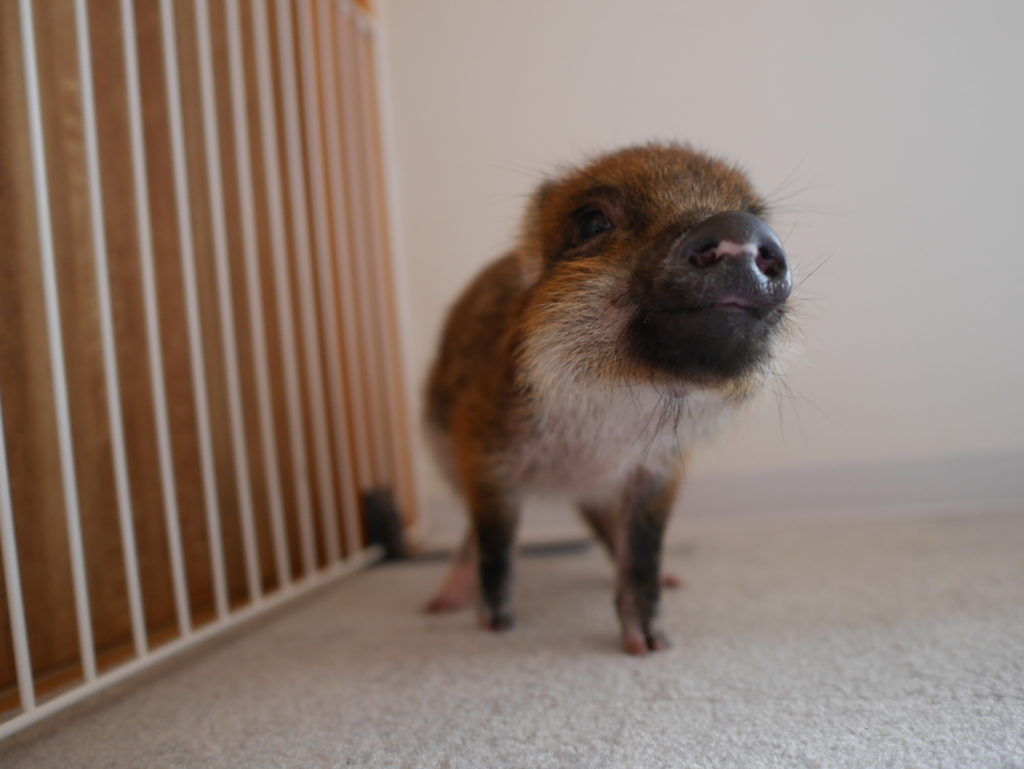 neco.world_マイピッグカフェ