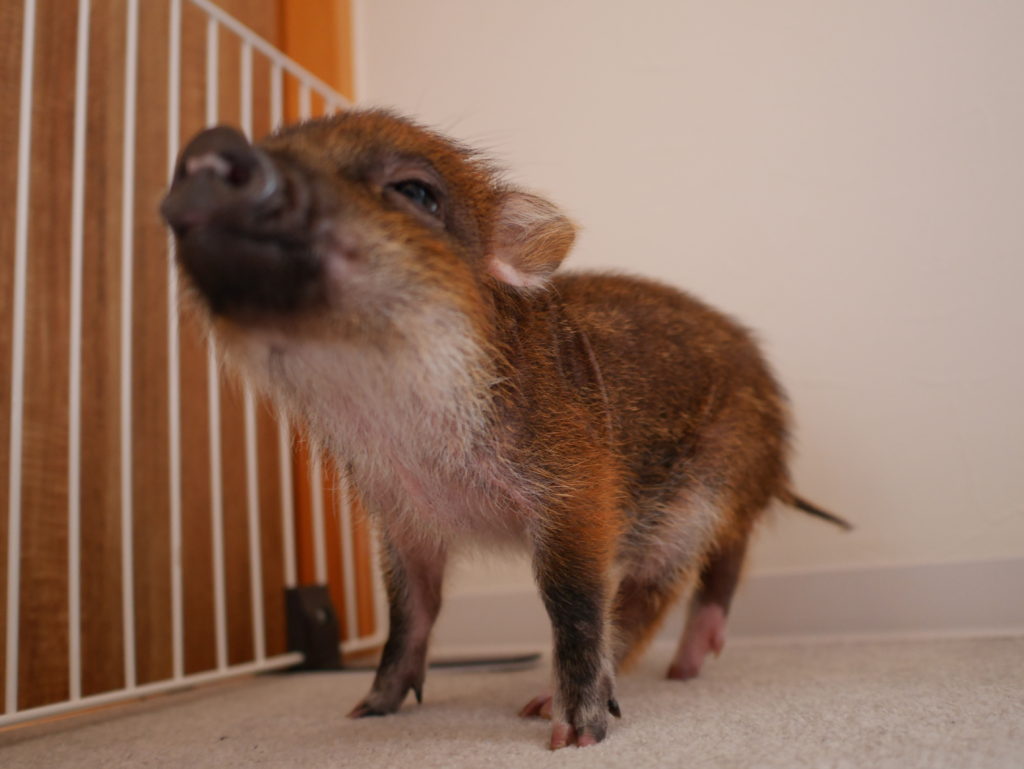 neco.world_マイピッグカフェ